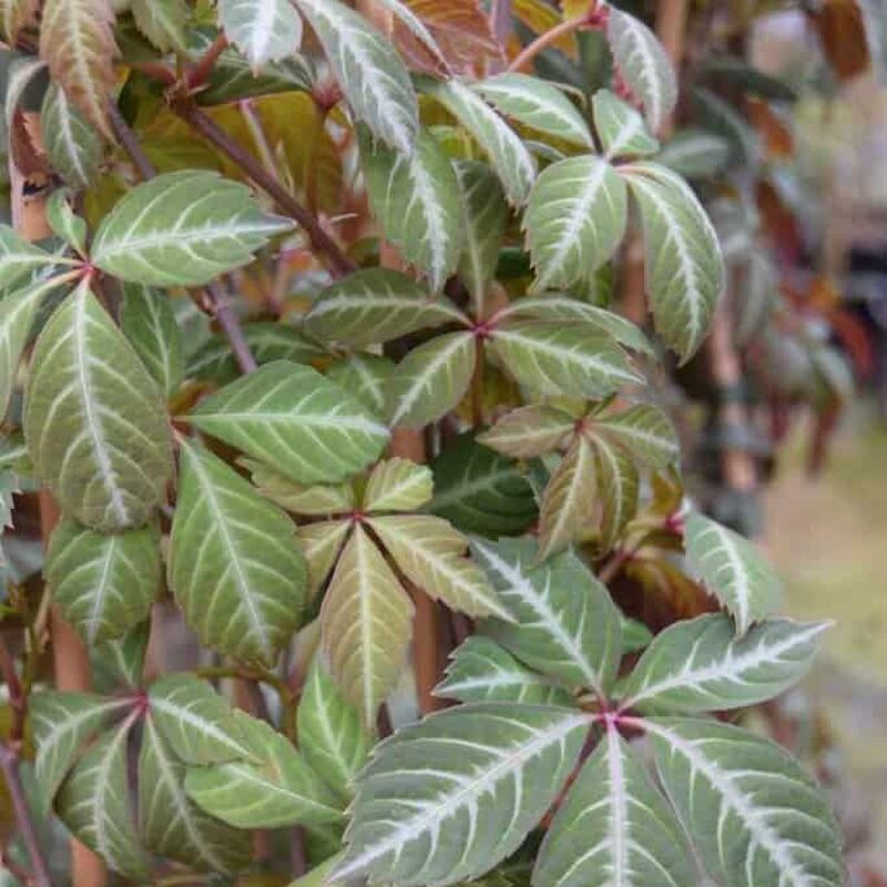 Parthenocissus henryana 125-150 cm